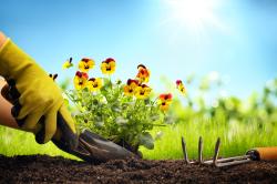 planting.jpg -